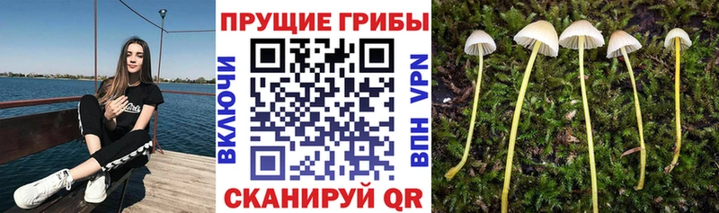 Псилоцибиновые грибы Cubensis  Купить закладки  Бологое 